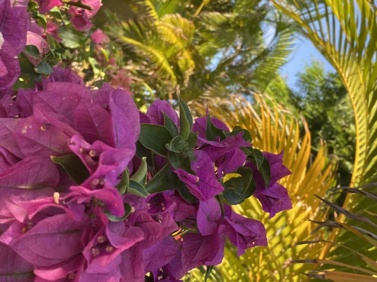 Home Sweet Home Jan Thiel Curacao Best View